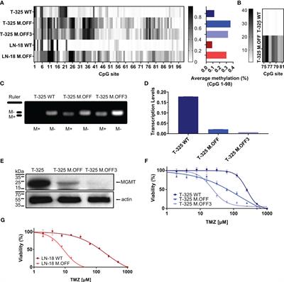 Epigenetic modification and characterization of the MGMT promoter region using CRISPRoff in glioblastoma cells